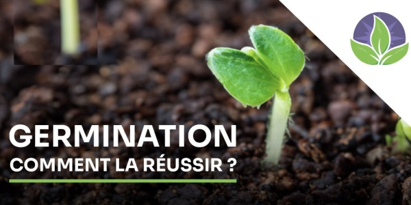 Réussir la germination de ses plantes d'intérieur