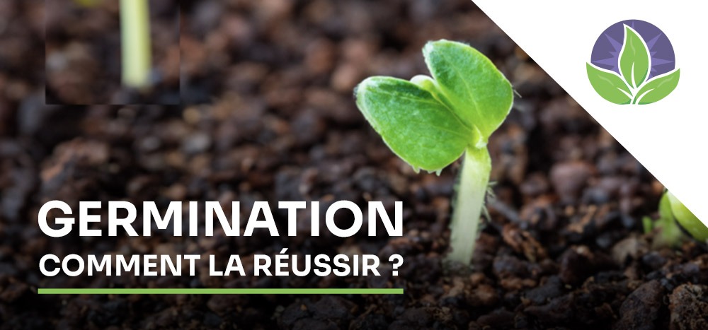 Réussir la germination de ses plantes d'intérieur